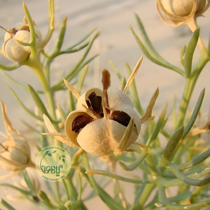روغن اسفند