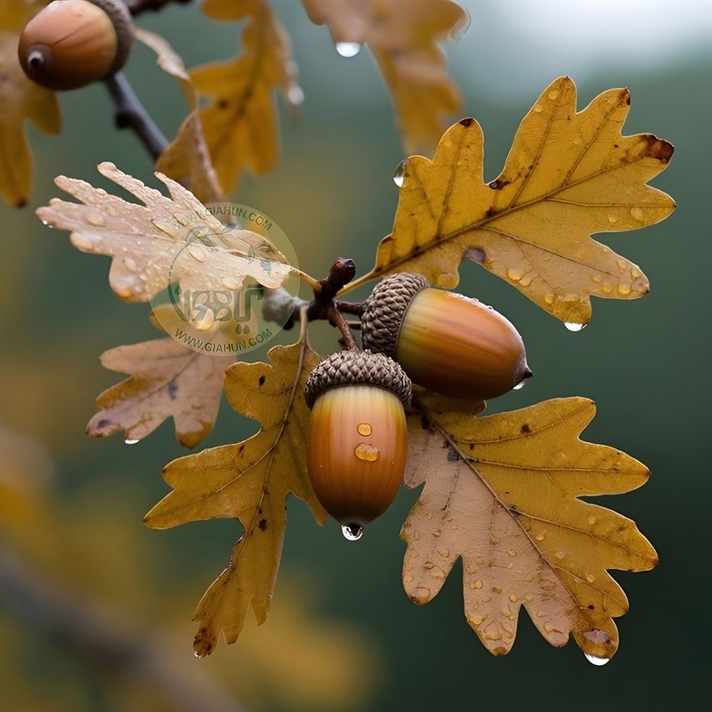 روغن میوه بلوط