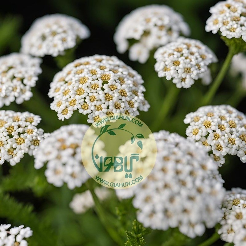 روغن بومادران