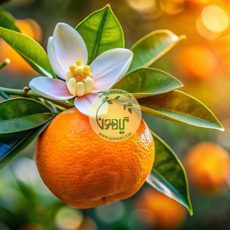 روغن بهارنارنج