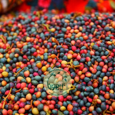 روغن بنه