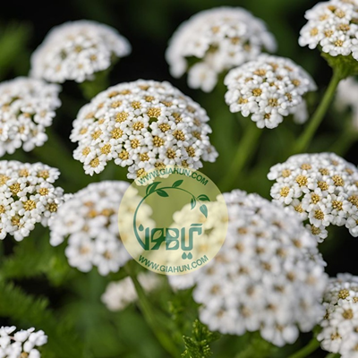 روغن بومادران